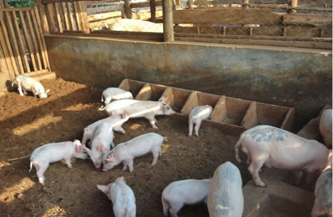 BuilbME - Youth & women Enterprise Project-Piggery farm.
